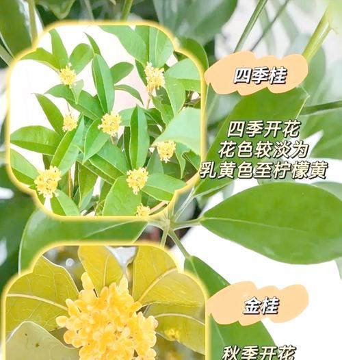 桂花是什么季节开花的？如何确保其按时开花？