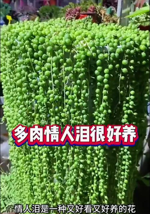 多肉情人泪的养殖技巧有哪些？怎样才能养得晶莹剔透？