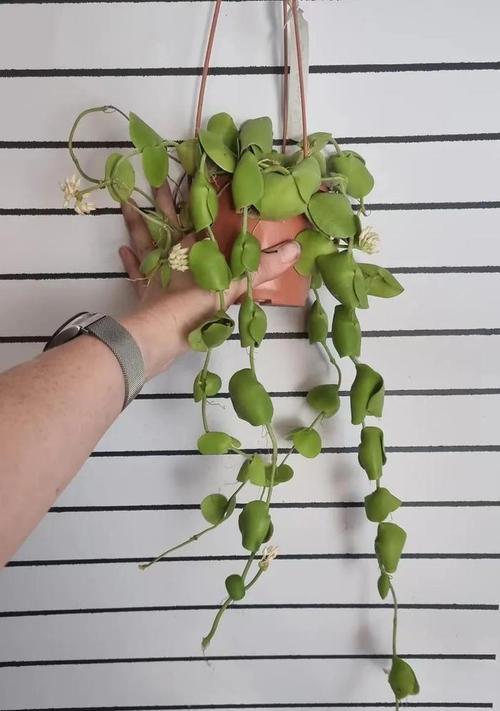 玉荷包植物的养护技巧有哪些？