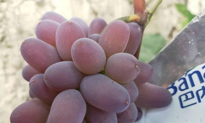 葡萄上色期如何选择肥料以加速上色？