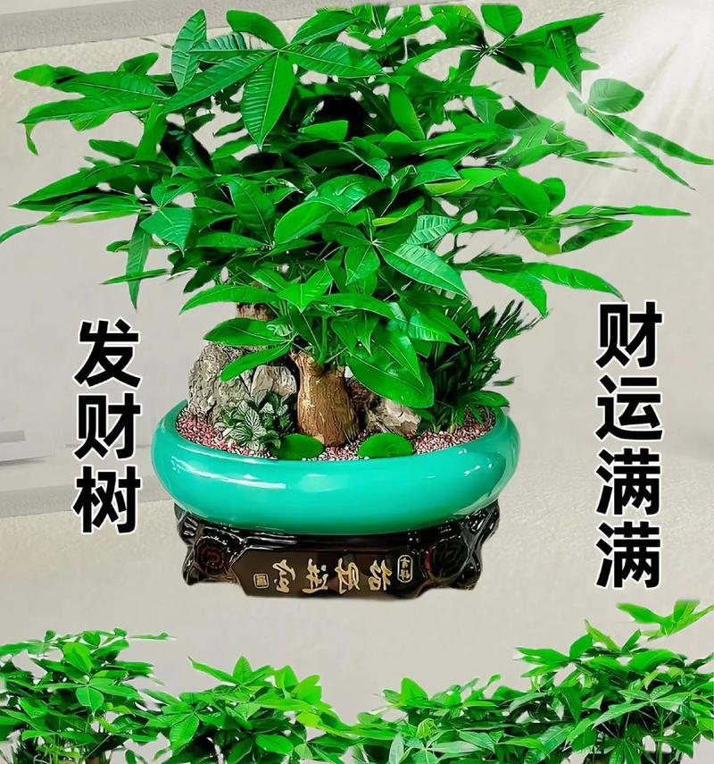 发财树摆放的最佳位置是什么？怎样摆放更有利于生长？