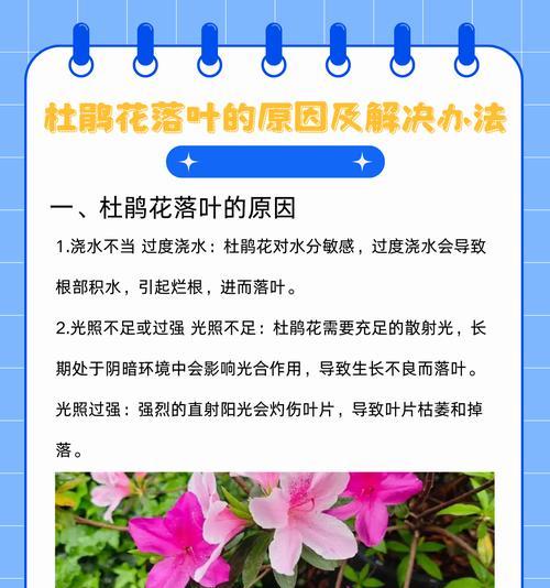 映山红的最佳施肥时间是什么时候？施肥的正确方法是什么？