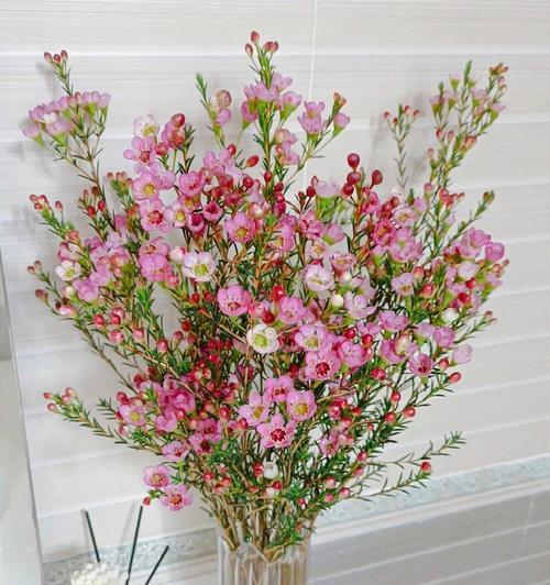 澳洲腊梅盆栽如何正确醒花？醒花后应注意哪些事项？