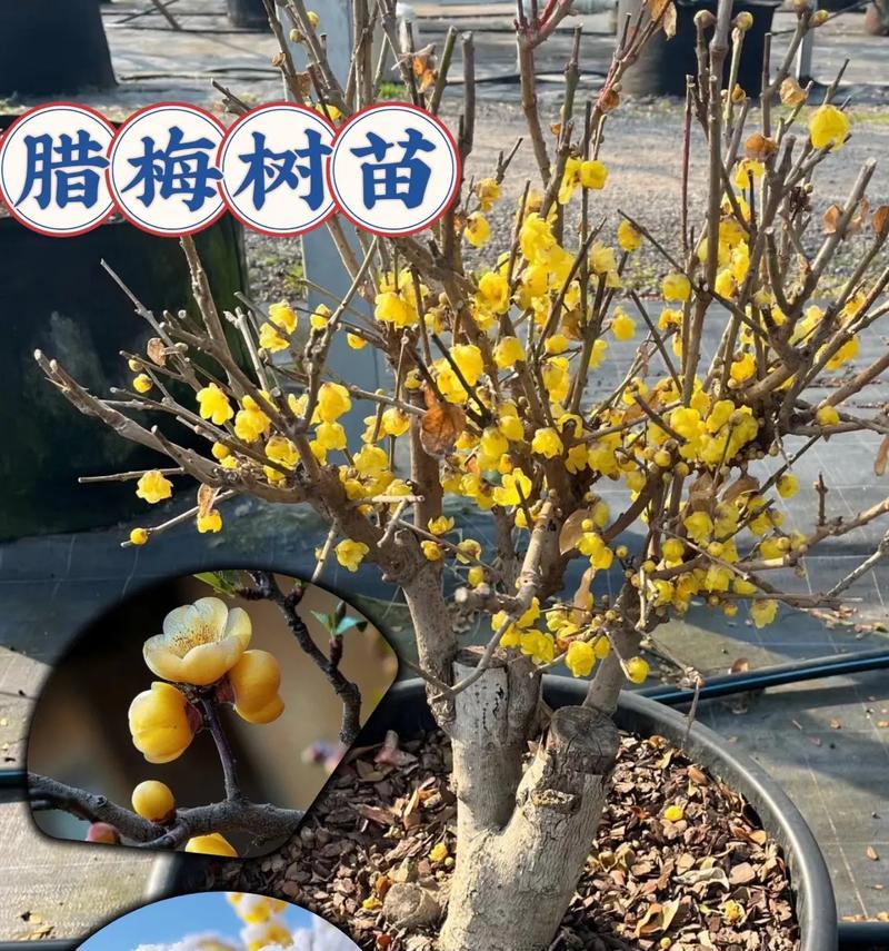 澳洲腊梅盆栽如何正确醒花？醒花后应注意哪些事项？