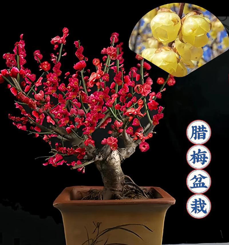 澳洲腊梅盆栽如何正确醒花？醒花后应注意哪些事项？