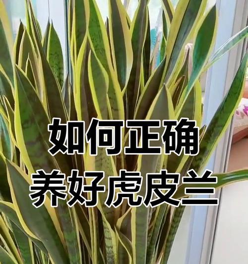 虎皮兰如何浇水？合理浇水对虎皮兰生长的重要性是什么？