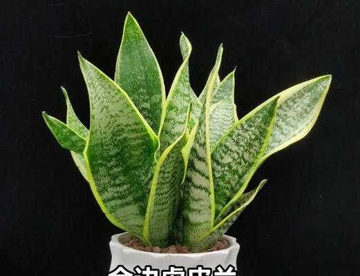 虎皮兰如何浇水？合理浇水对虎皮兰生长的重要性是什么？