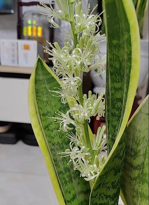 虎皮兰如何浇水？合理浇水对虎皮兰生长的重要性是什么？