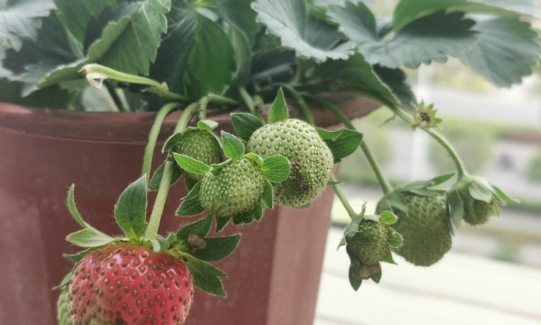 盆栽草莓如何种植？盆栽草莓种植有哪些注意事项？