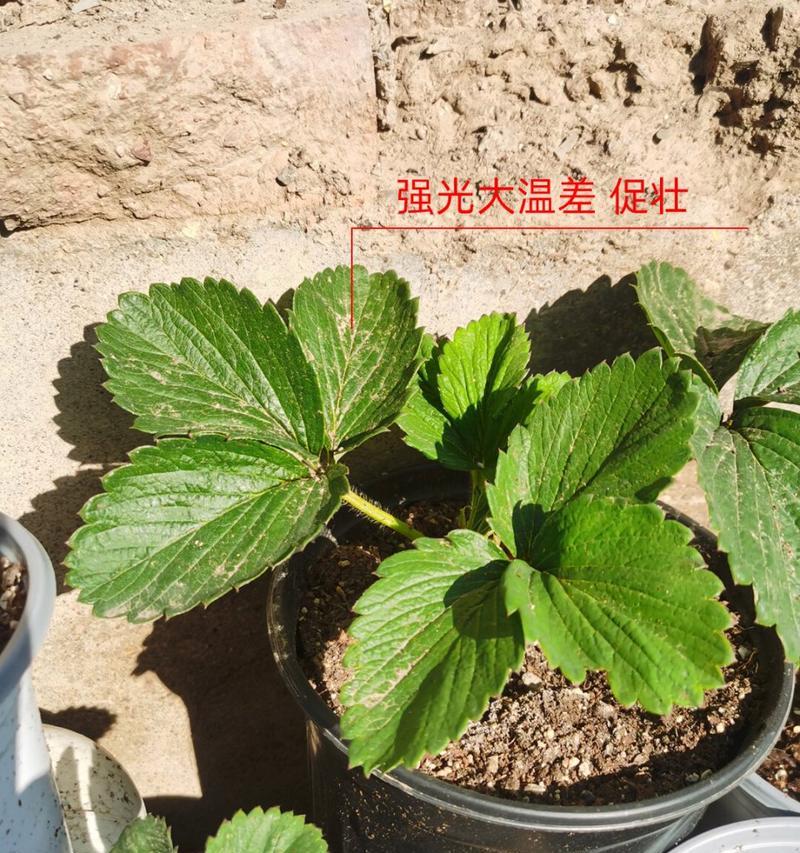 盆栽草莓如何种植？盆栽草莓种植有哪些注意事项？