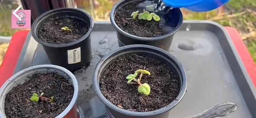 盆栽草莓如何种植？盆栽草莓种植有哪些注意事项？