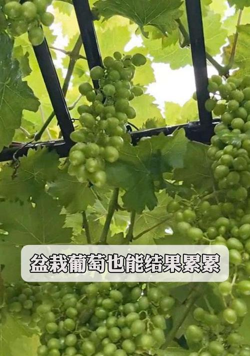 盆栽葡萄小果子的护理方法是什么？