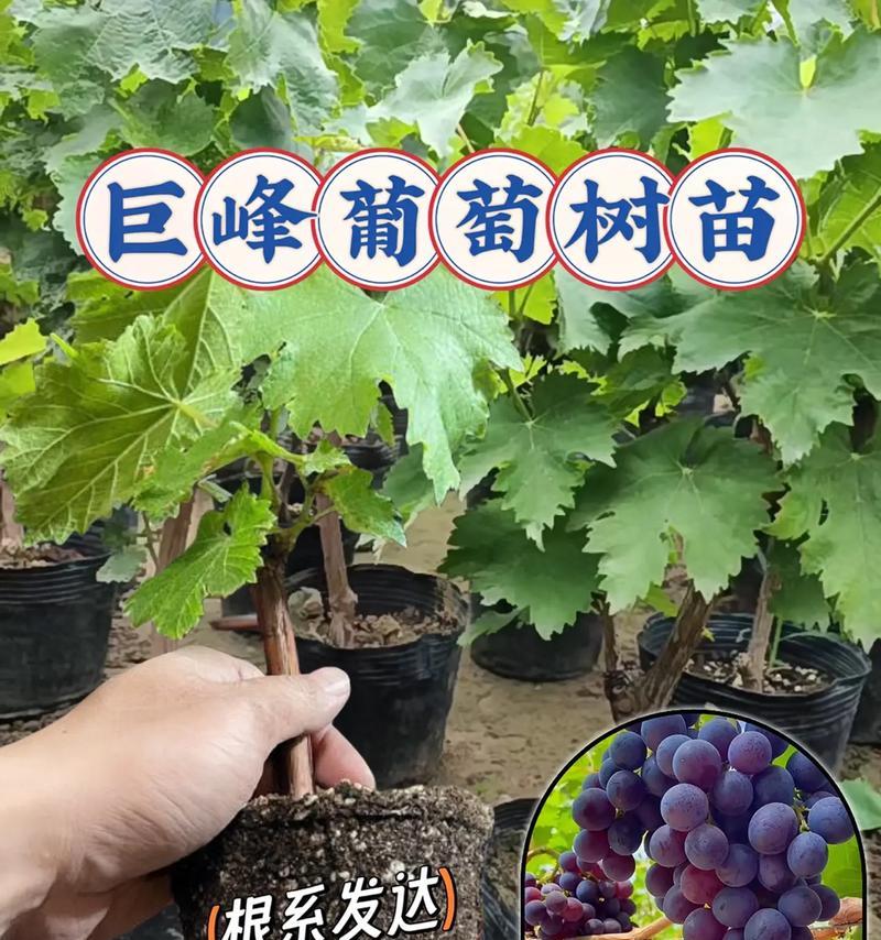 盆栽葡萄小果子的护理方法是什么？