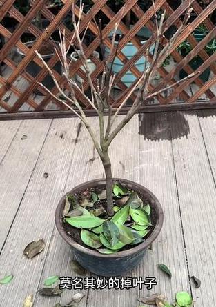 茶花掉叶子后如何进行补救？