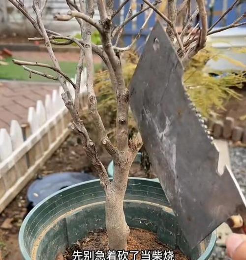 茶花掉叶子后如何进行补救？