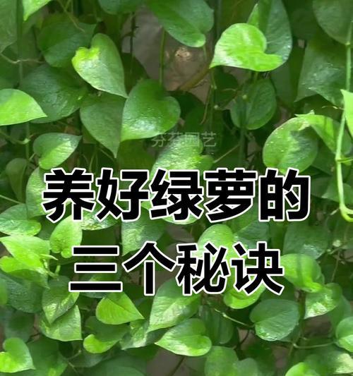 大型绿萝的别称和养护要点是什么？