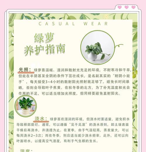 大型绿萝的别称和养护要点是什么？