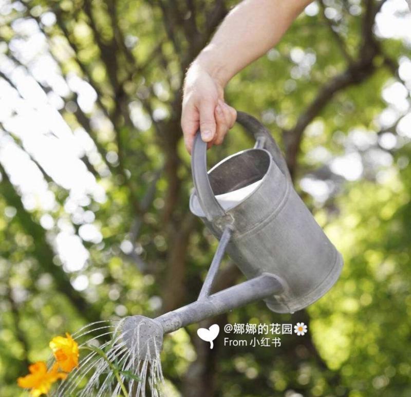 花卉浇水的最佳时间和方法是什么？