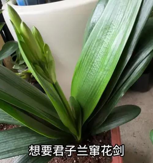 君子兰喜欢什么肥料？如何正确施肥？