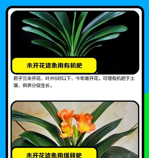 君子兰喜欢什么肥料？如何正确施肥？