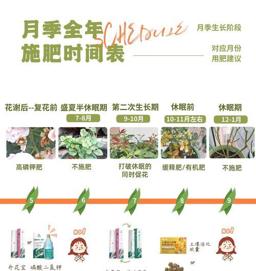 月季的养殖技巧有哪些？如何让月季花开得更艳丽？