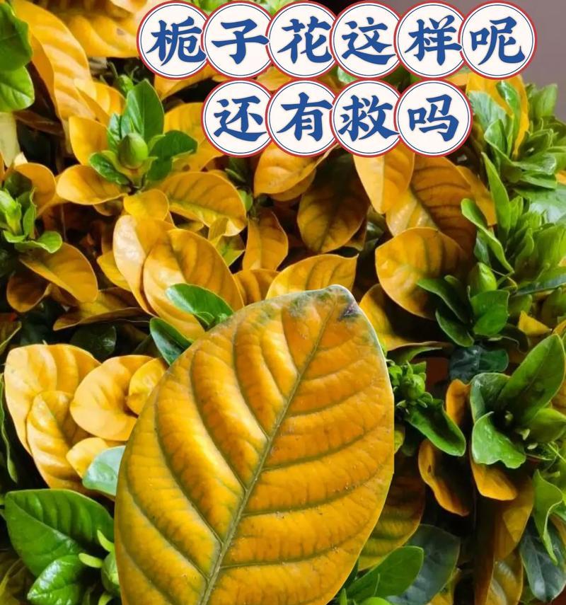 栀子不开花是什么原因？如何促进栀子花期开花？