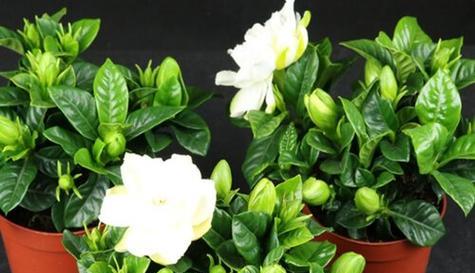 栀子不开花是什么原因？如何促进栀子花期开花？