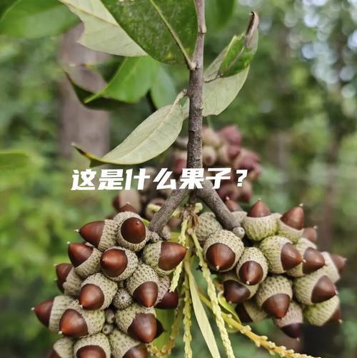 什么果实长在树干上？这种现象的原因是什么？