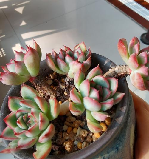 荷花多肉的养殖方法和注意事项是什么？