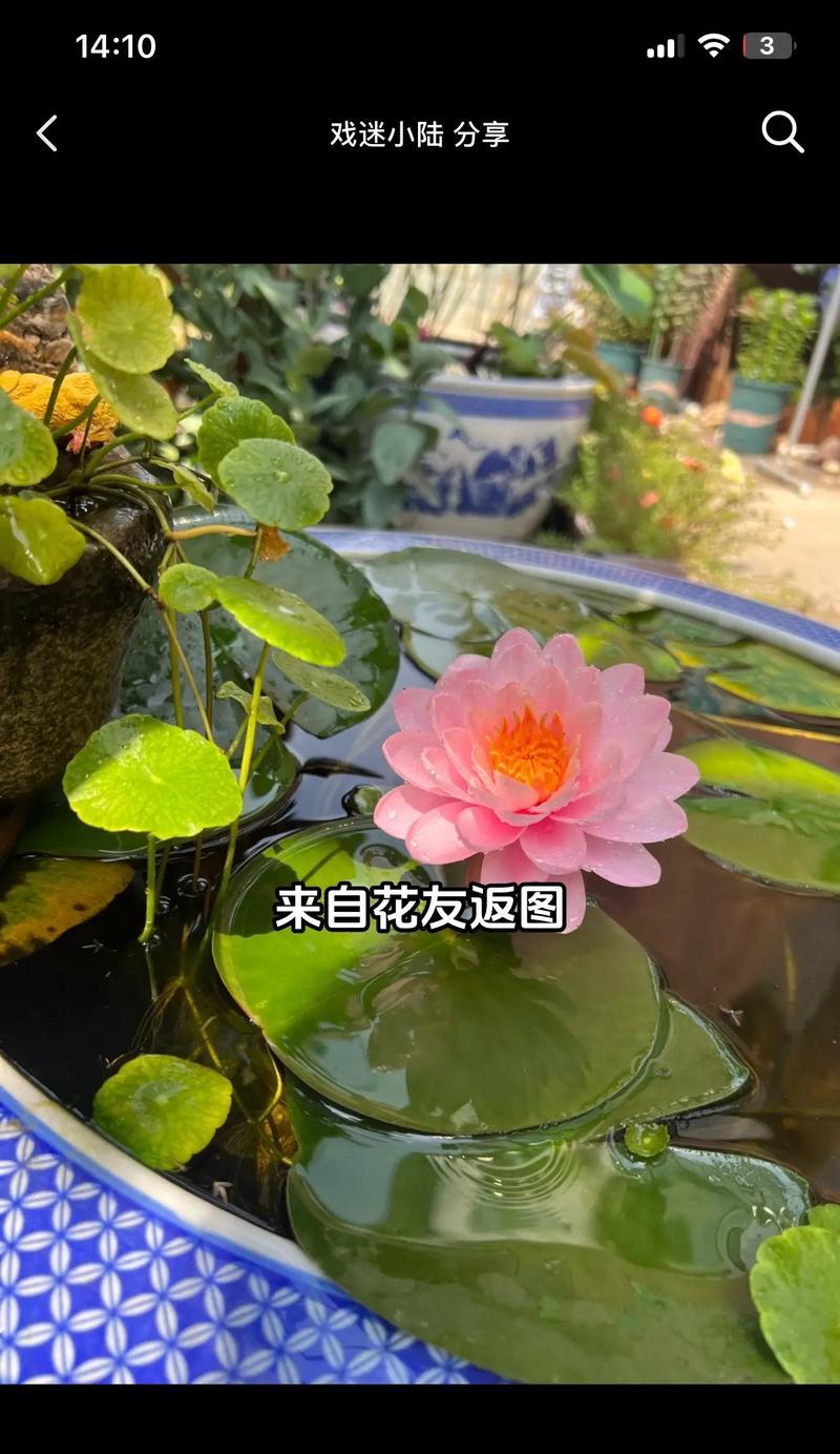 荷花多肉的养殖方法和注意事项是什么？