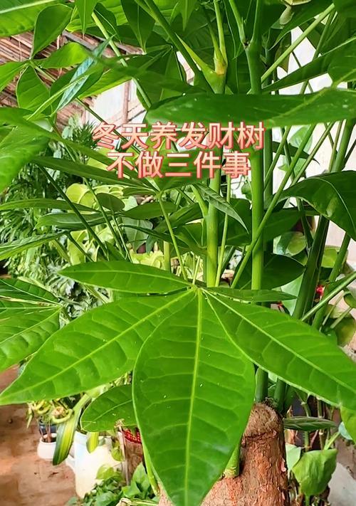 发财树冬季如何养护？有哪些注意事项？