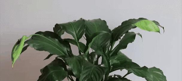 室内养花有哪些禁忌？