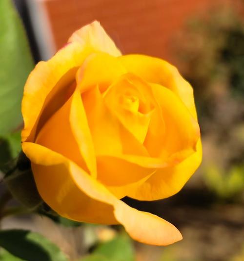 玫瑰为什么只有一朵花瓣？玫瑰的花瓣有什么特别之处？