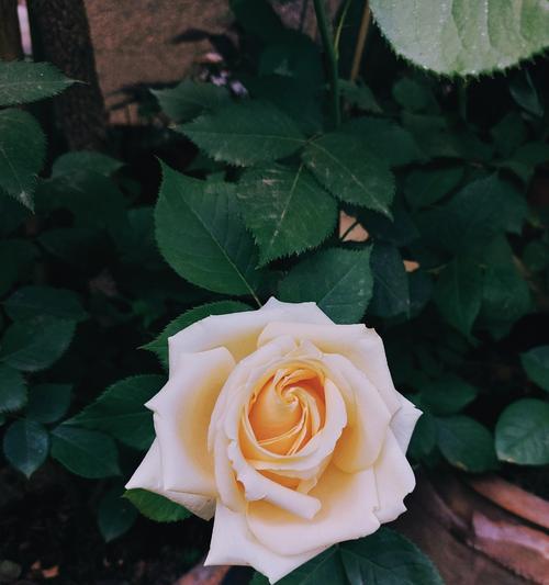 玫瑰为什么只有一朵花瓣？玫瑰的花瓣有什么特别之处？