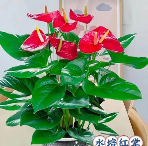 红掌花的养殖要点是什么？怎样才能开出鲜艳的花朵？