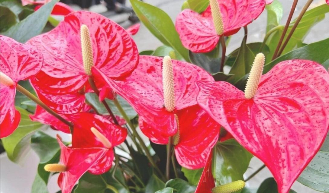 红掌花的养殖要点是什么？怎样才能开出鲜艳的花朵？