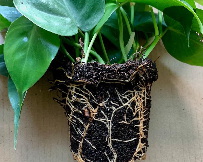 水培绿箩烂根怎么处理？如何预防水培植物烂根？