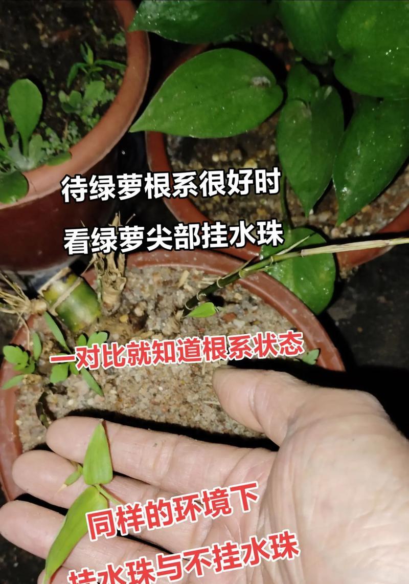 水培绿箩烂根怎么处理？如何预防水培植物烂根？