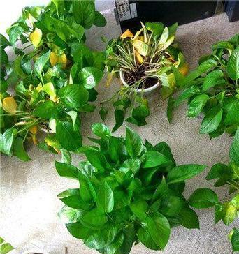水培绿箩烂根怎么处理？如何预防水培植物烂根？