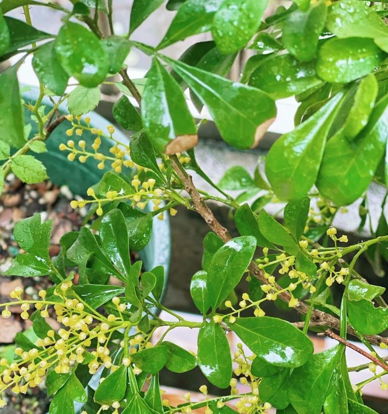 米兰开花期间如何浇水？浇水的正确时机是什么？