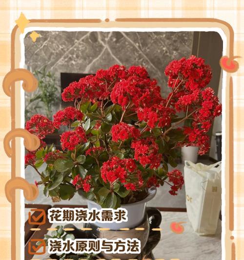 米兰开花期间如何浇水？浇水的正确时机是什么？