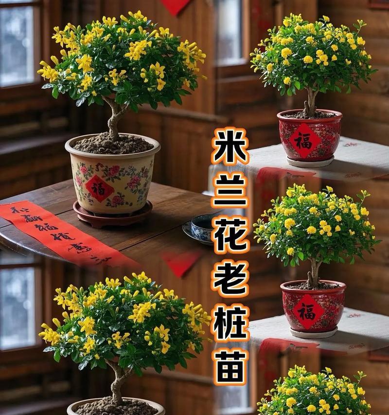米兰开花期间如何浇水？浇水的正确时机是什么？