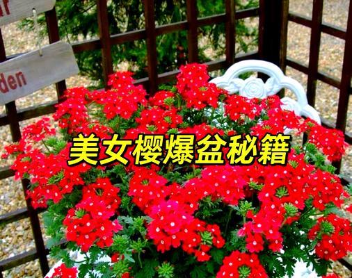 桃蛋爆盆的技巧有哪些？