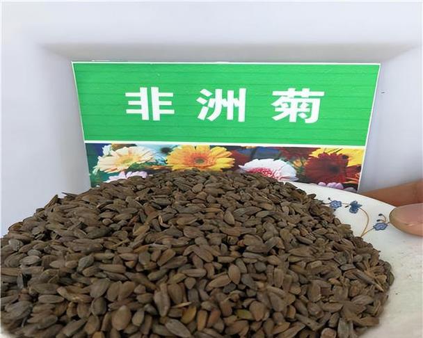 非洲菊的繁殖方法有哪些？如何提高繁殖成功率？