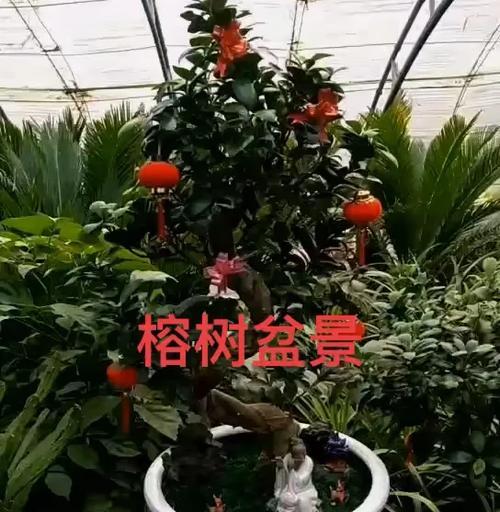 盆栽榕树的养护方法有哪些？如何防止榕树叶片发黄？
