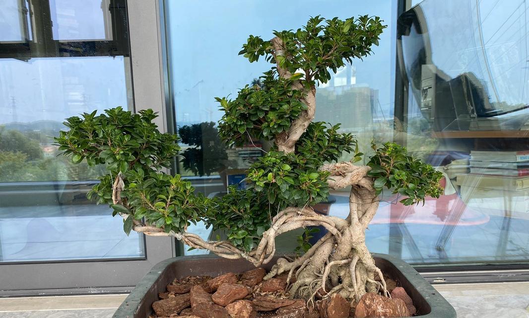 盆栽榕树的养护方法有哪些？如何防止榕树叶片发黄？