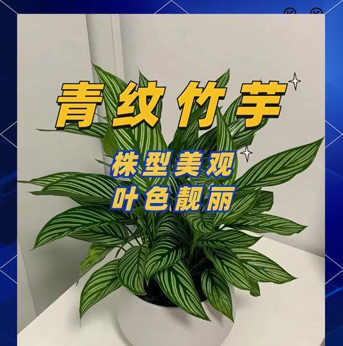 竹芋花的养殖技巧有哪些？如何处理养殖中的问题？