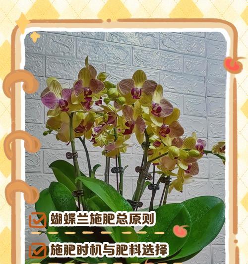 白兰花施肥的最佳时间是什么时候？施肥时应注意什么？