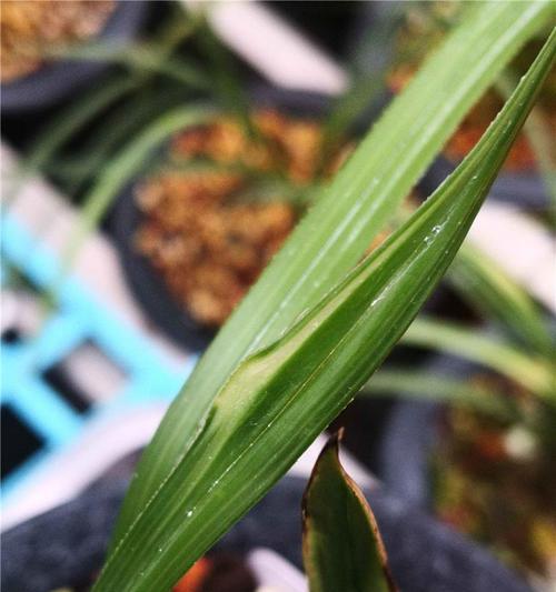 水晶兰的养殖环境要求是什么？如何确保其生长健康？