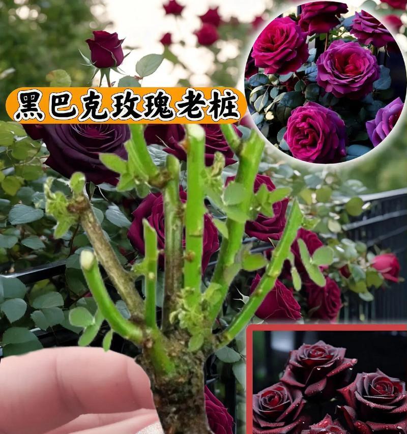 玫瑰花发黑枯萎的常见原因及解决方法是什么？